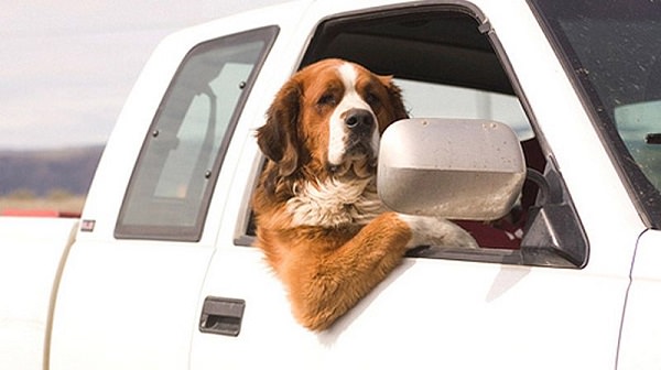 Как правильно перевозить животное в машине?